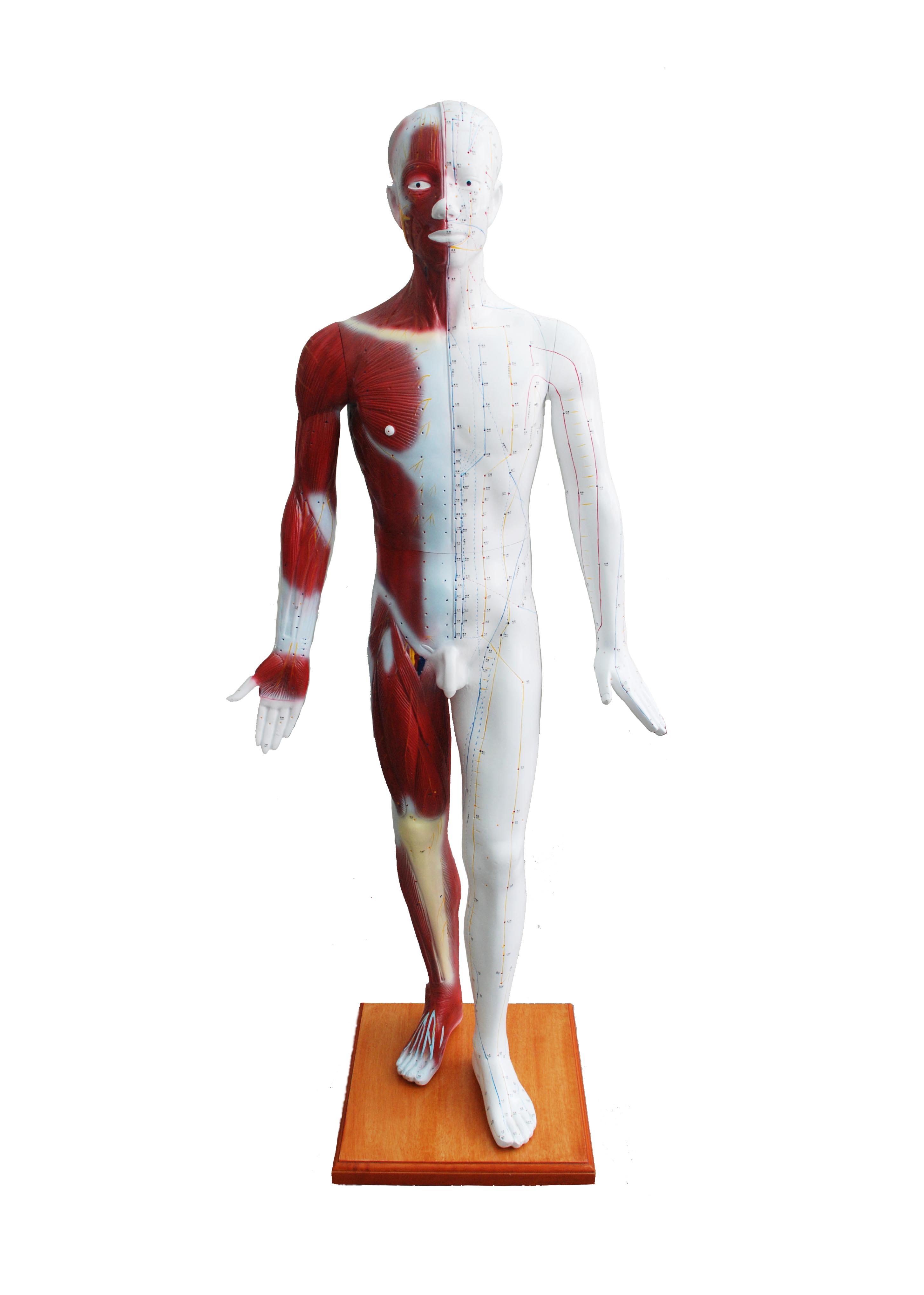 178cm人体针灸模型 (半皮肤,铜色) 